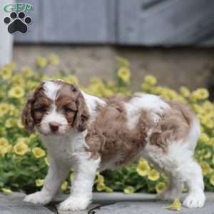 Dusty, Cavapoo Puppy